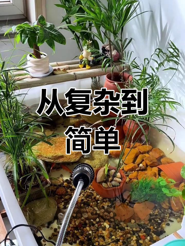 鱼缸造景大改造,回归裸缸后的水质提升