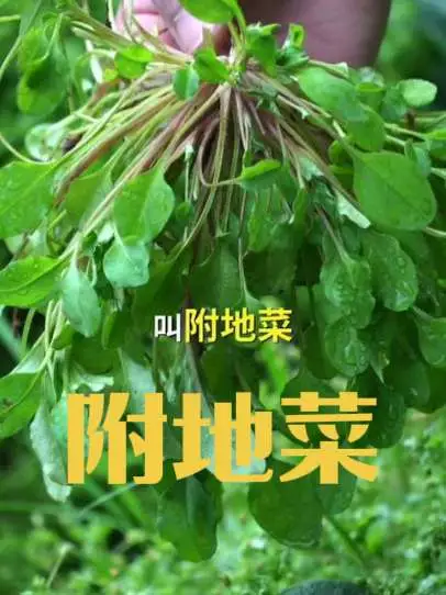 它是非常美味的春季野菜,带有黄瓜的香味,它叫附地菜,俗称黄瓜香