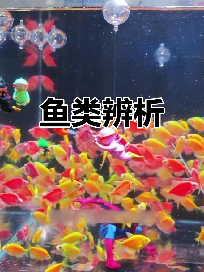 彩裙鱼与天使鱼的辨别,掉色差异别搞错!