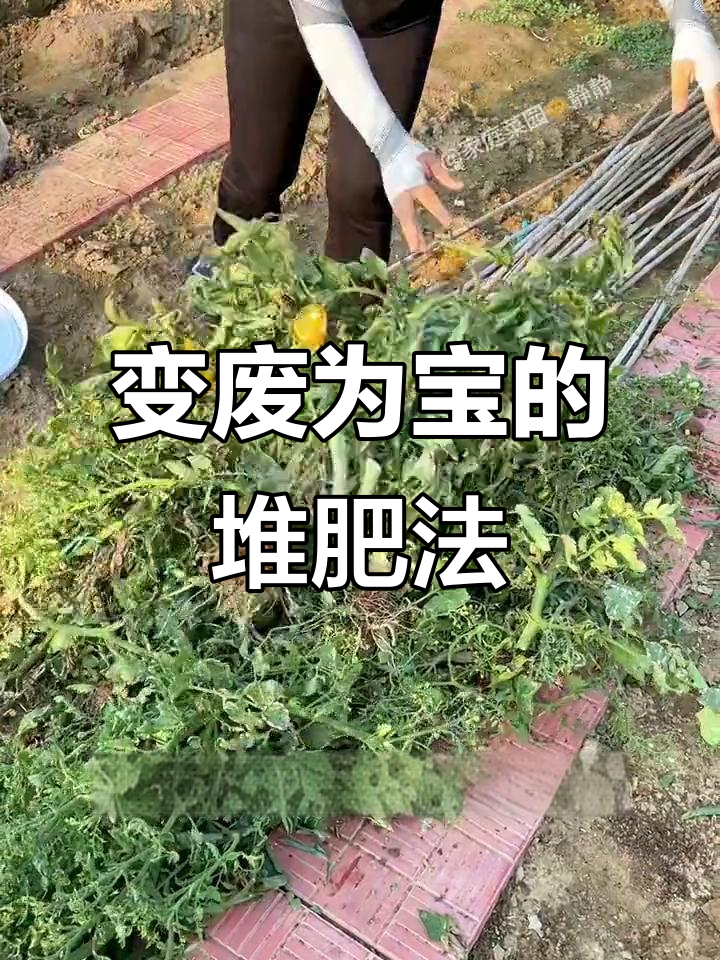 废弃蔬菜藤蔓变废为宝,EM菌助力堆肥制作