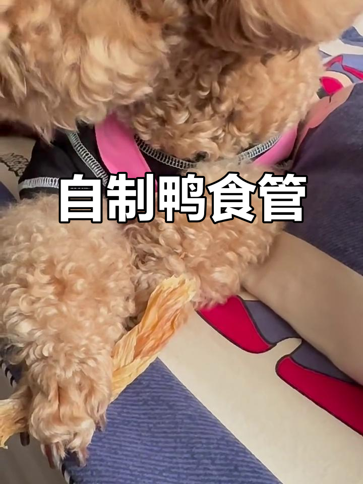 周末自制鸭食管，香脆又解馋