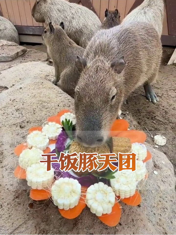 水豚天团集体干饭!主角狂炫“生日蛋糕”,同伴馋到变形