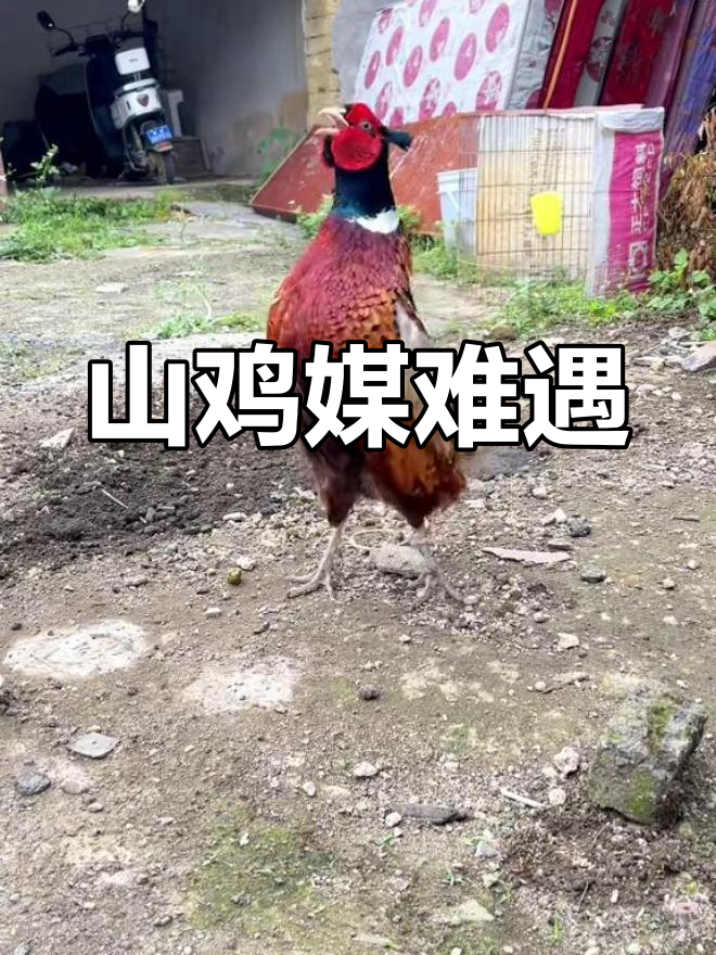 为什么养殖场要剪断小鸡嘴