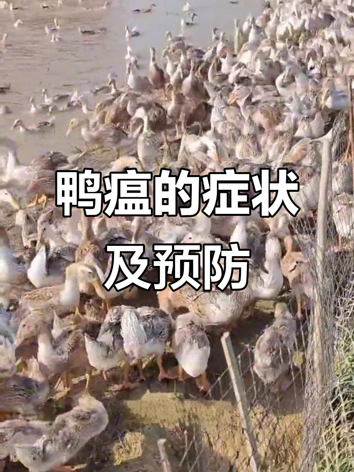 鸭瘟症状与防治方法,了解病毒性肠炎的危害