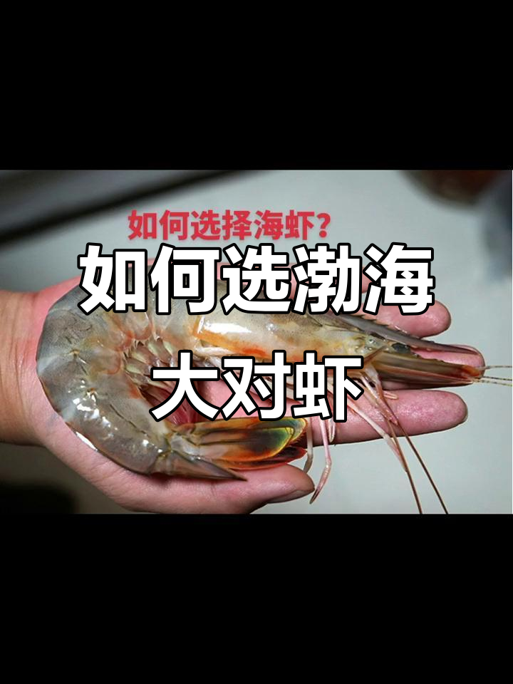 渤海大对虾挑选技巧,轻松捉住鲜美海鲜