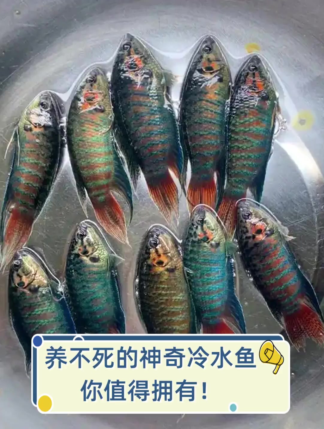 养不死的神奇冷水鱼,你值得拥有!