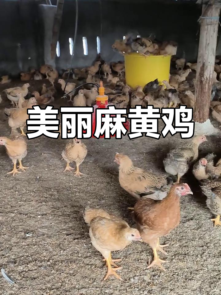 这只麻黄鸡太美了,简直让人惊艳!