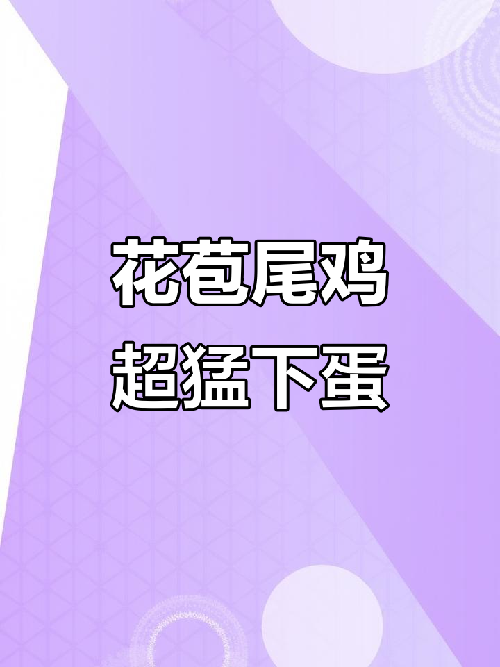 15只花苞尾鸡一天能下多少蛋?真是个产蛋小能手