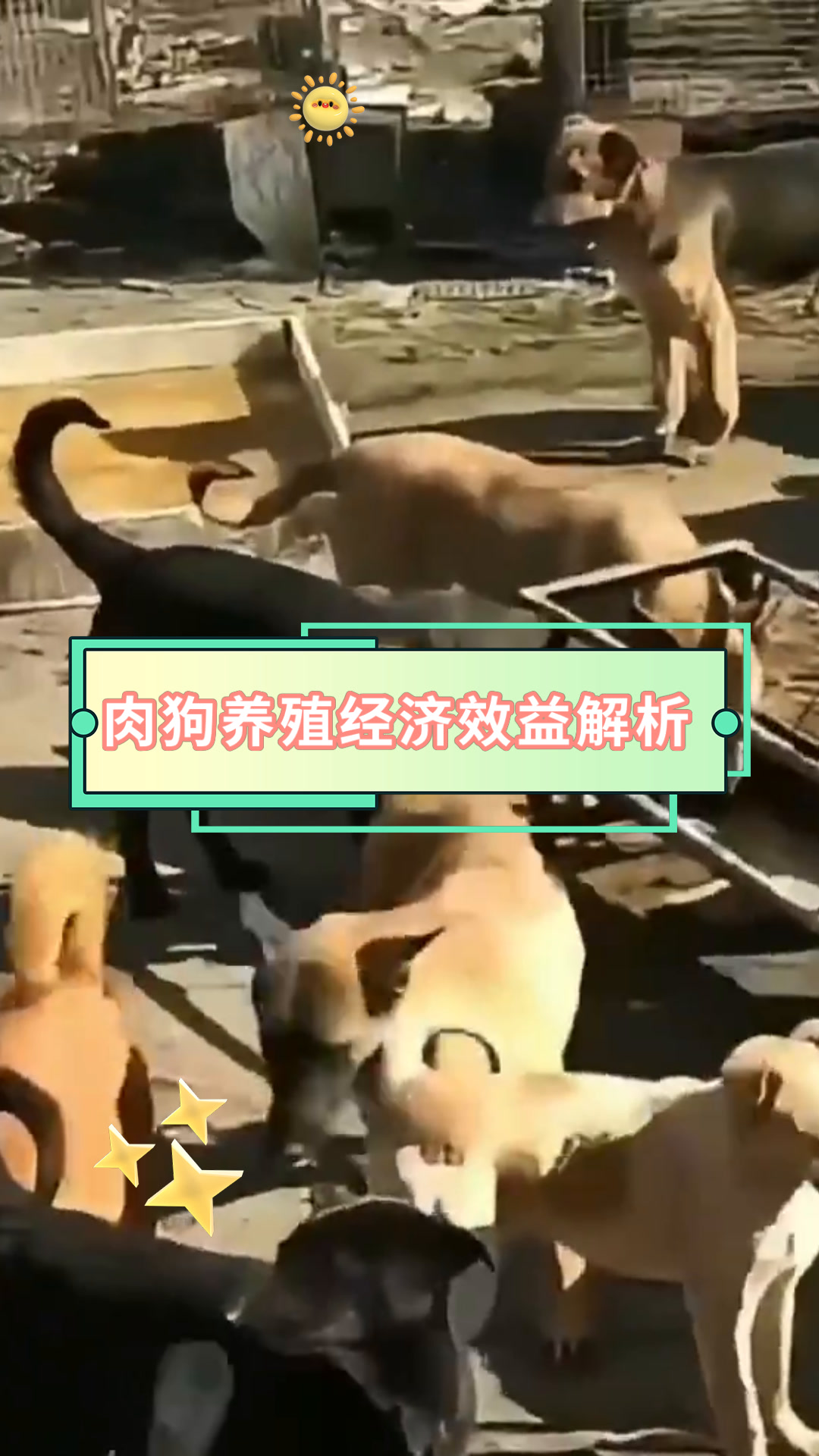 肉狗养殖经济效益解析