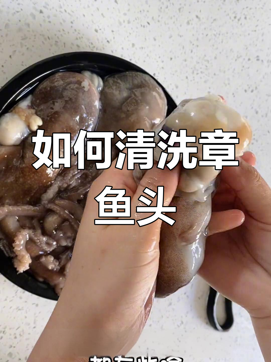 八爪鱼头部解剖揭秘