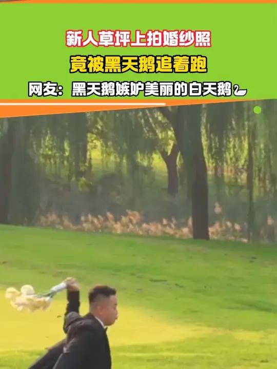 新人草坪上拍婚纱照,竟被黑天鹅追着跑!