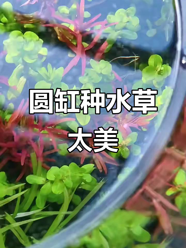 圆形鱼缸种水草，折射出惊艳水晶效果