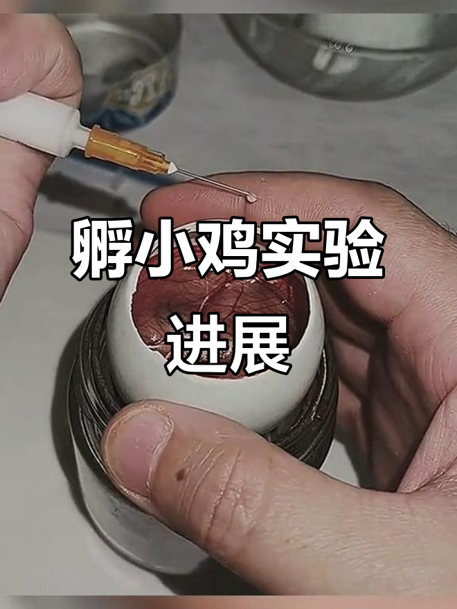 鸭蛋壳孵化鸡蛋,18天已过,21天能成功吗?