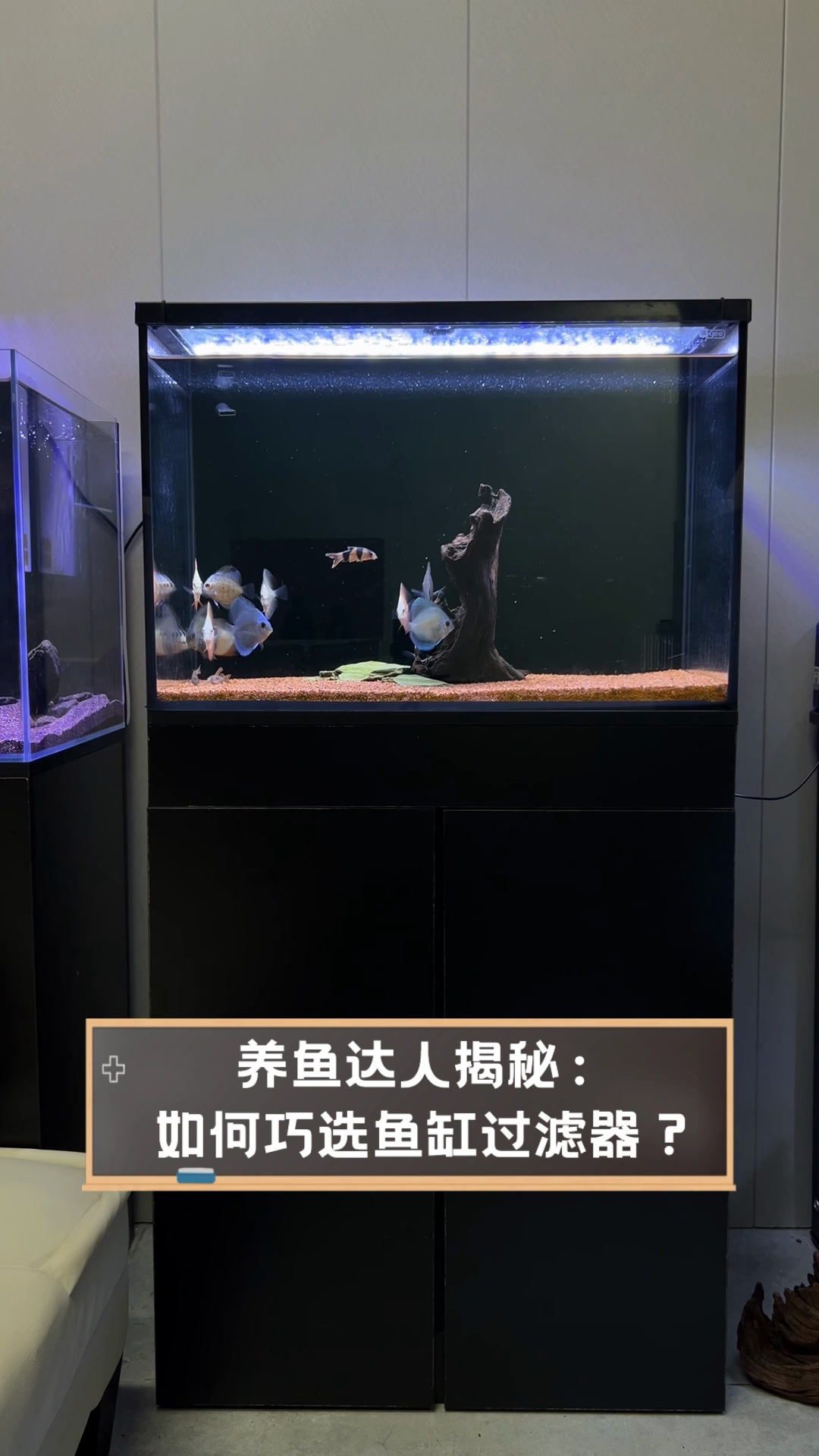 养鱼达人揭秘:如何巧选鱼缸过滤器?