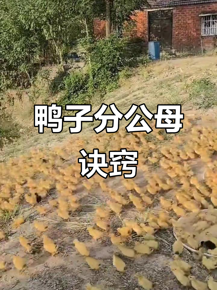 小鸭公母分辨技巧,一看就懂!