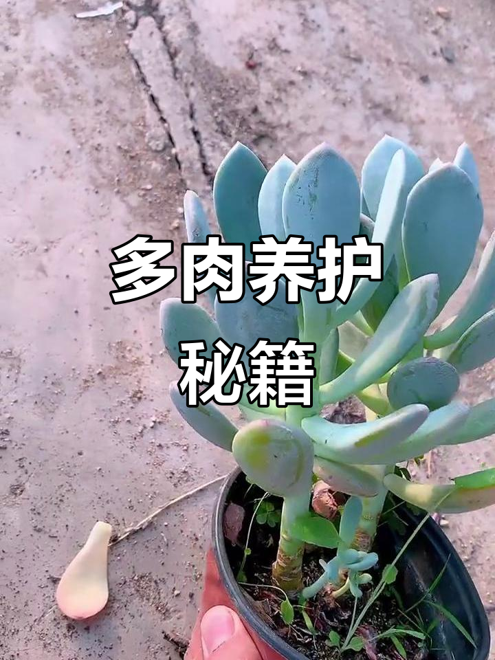 想要多肉圆润?选盆土技巧全解析,视频教你轻松搞定!