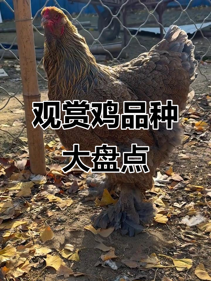 婆罗门鸡值三千,观赏鸡品种大揭秘