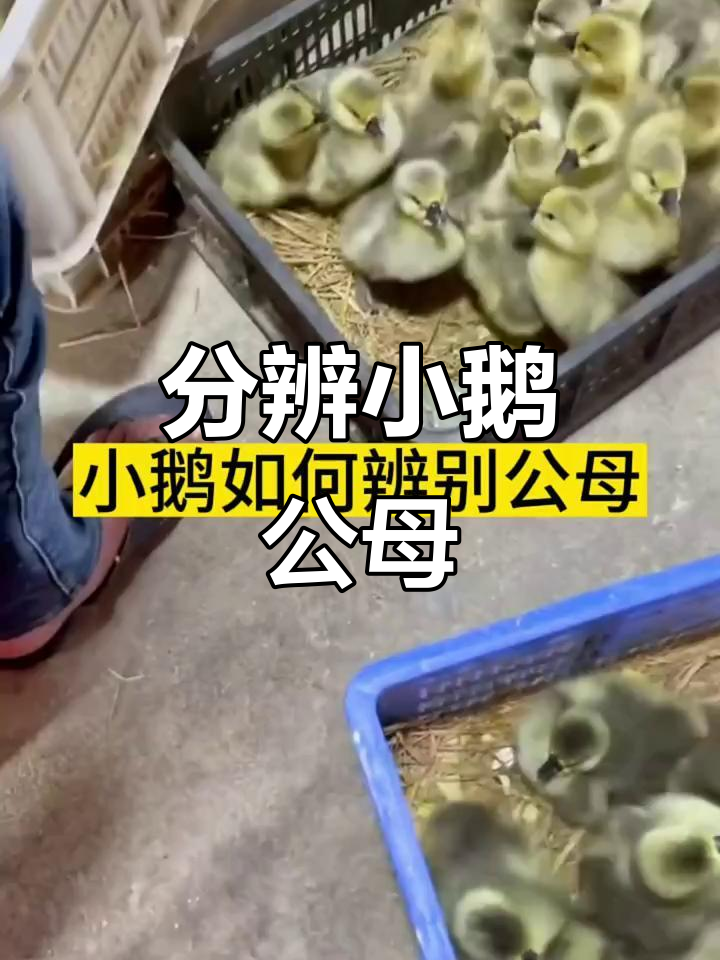 小鹅公母辨别技巧,一看就懂
