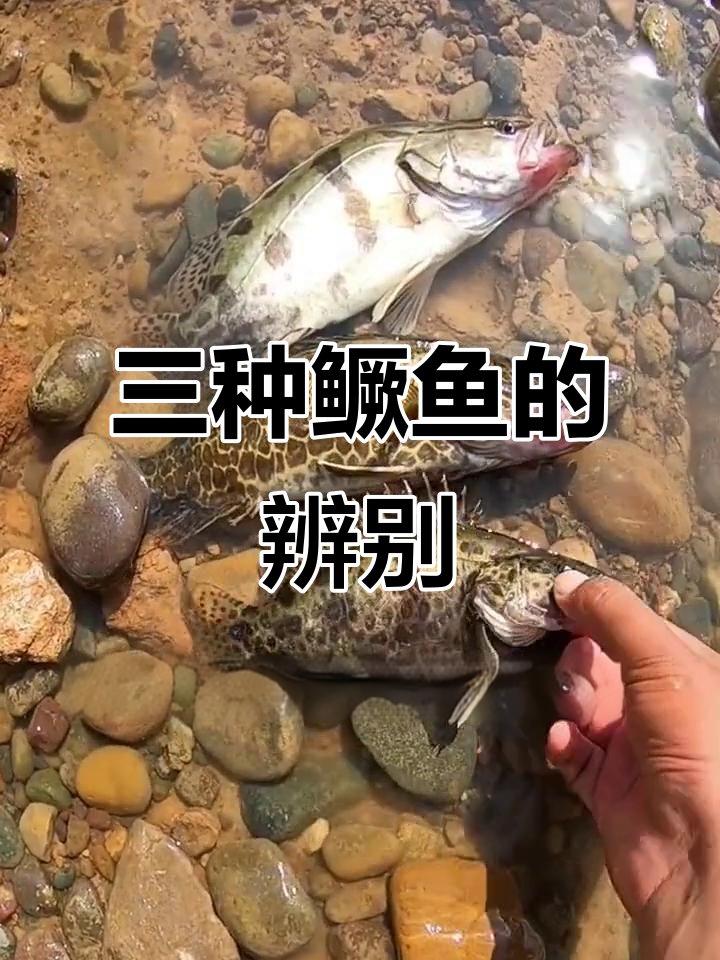 斑鳜、白桂和混种鱼,三种如何区分?