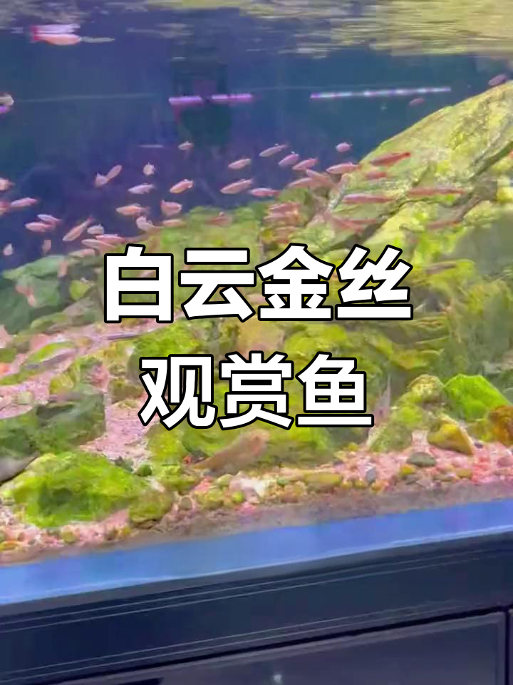 白云金丝:广东特产的美丽灯鱼