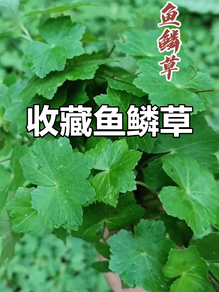 鱼鳞草的珍贵价值
