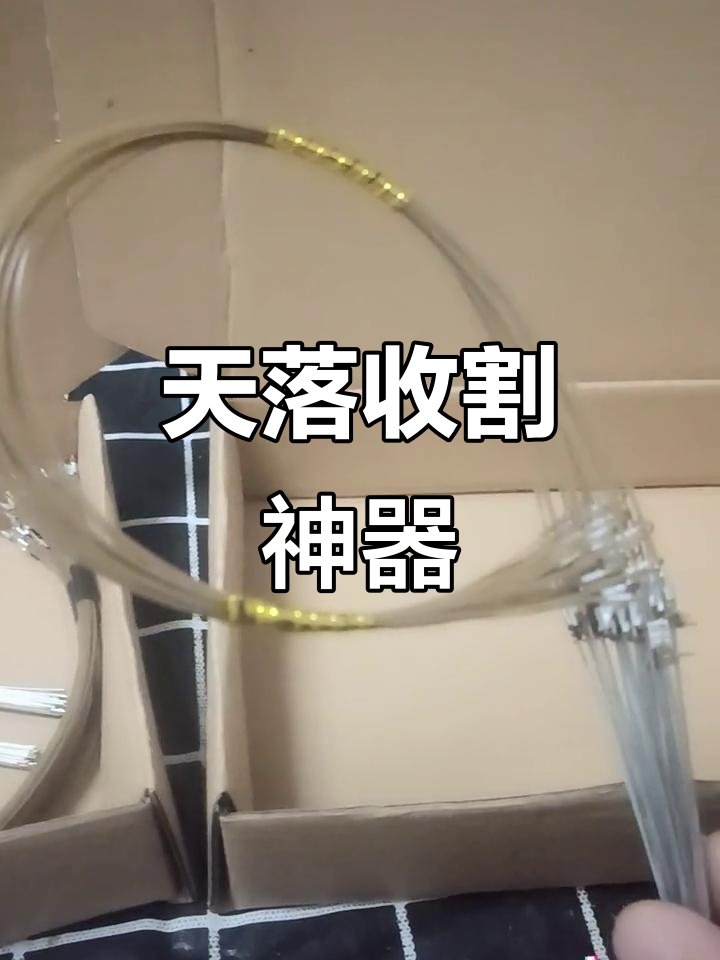 信鸽赛场上的神奇绊脚套,助力天落收割
