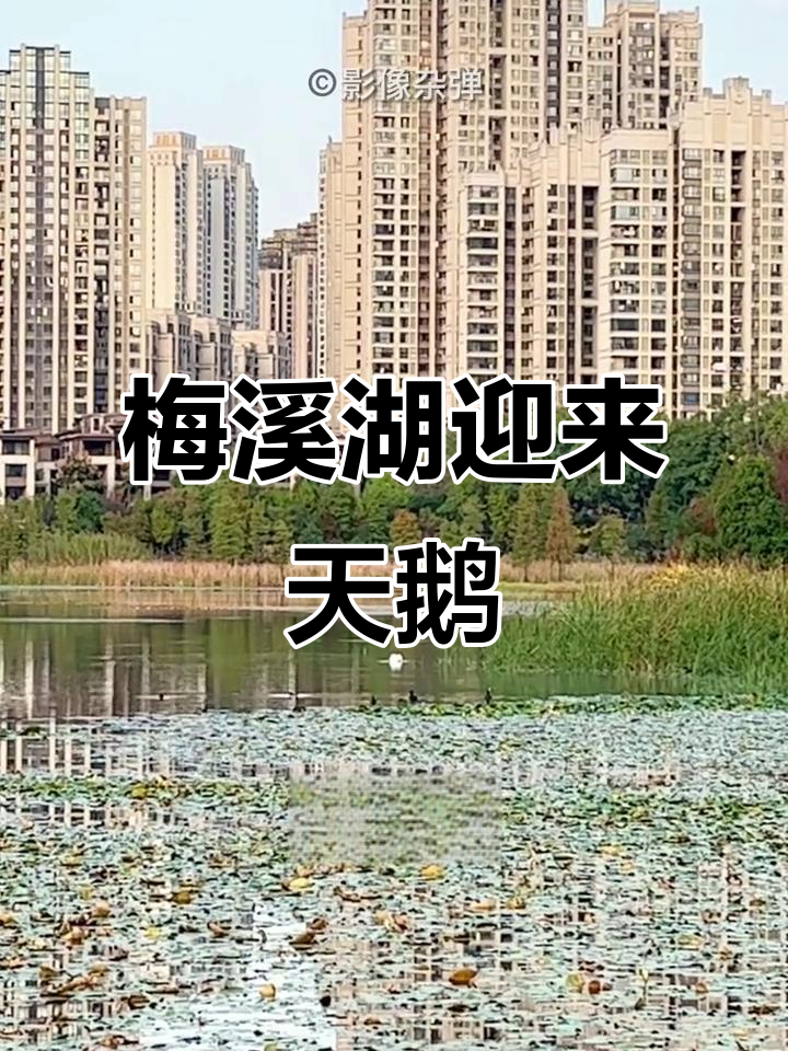 西伯利亚白天鹅飞抵长沙梅溪湖,过冬嬉戏觅食