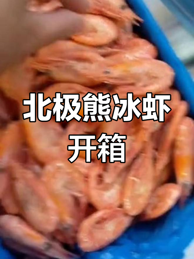 北极熊冰虾开箱,微甜口感让人惊艳
