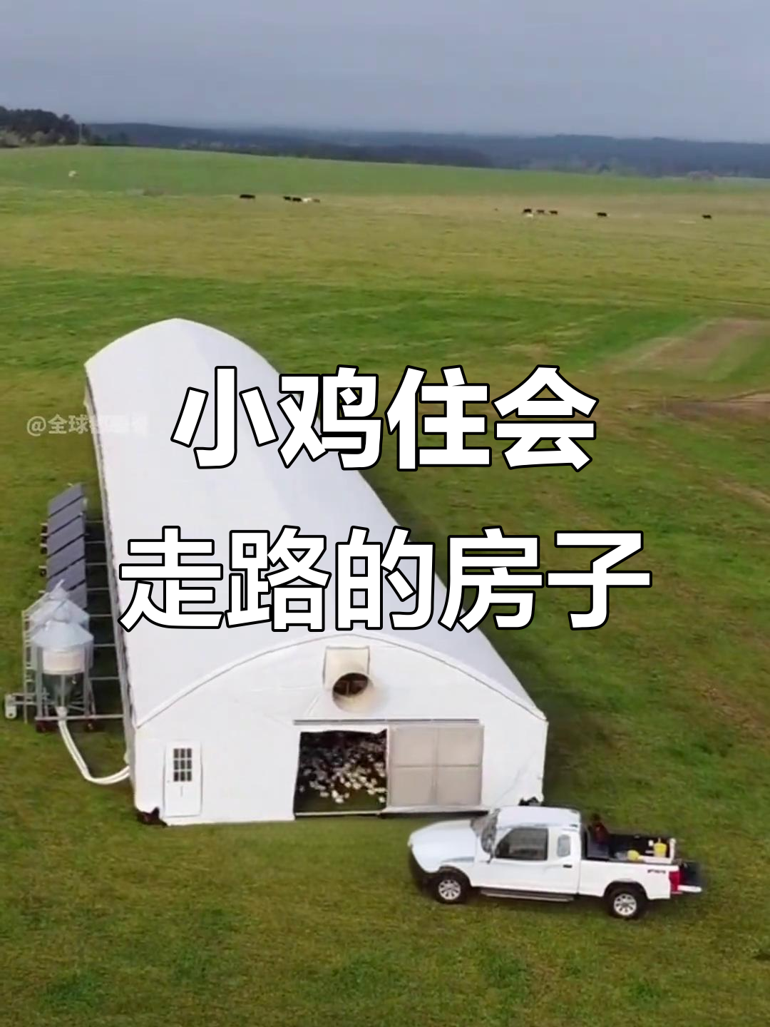 移动养鸡场,小鸡每天跟着大棚走动锻炼肌肉