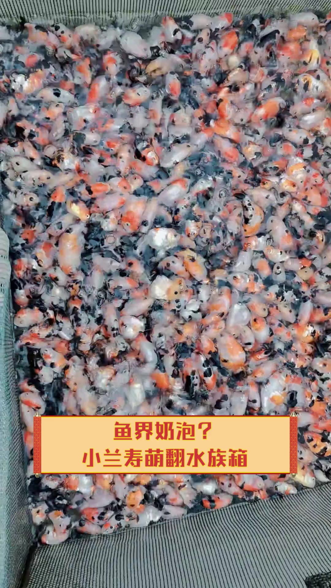 鱼界奶泡?小兰寿萌翻水族箱