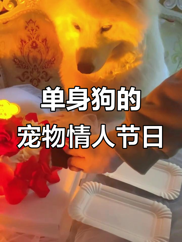 情人节单身狗也能快乐,宠物蛋糕大作战!