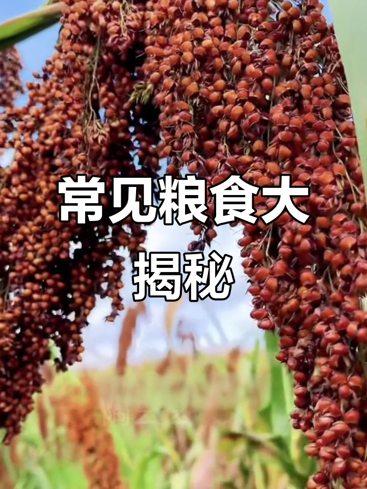 带你认识各种粮食,了解它们的名字和特点