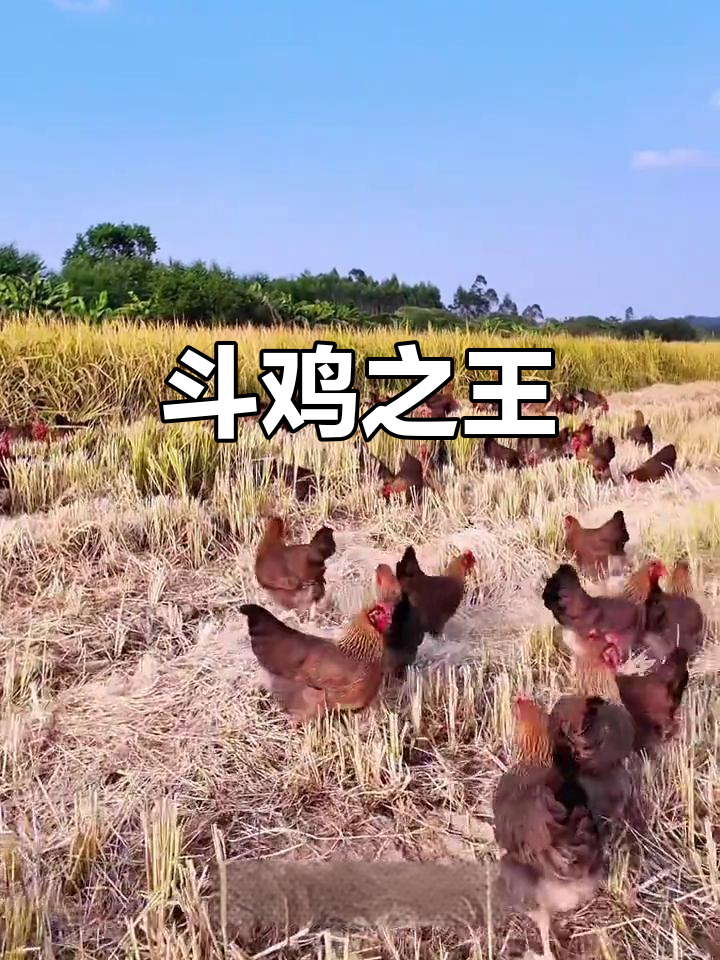 清远麻鸡，粤北山区传统斗鸡的佼佼者