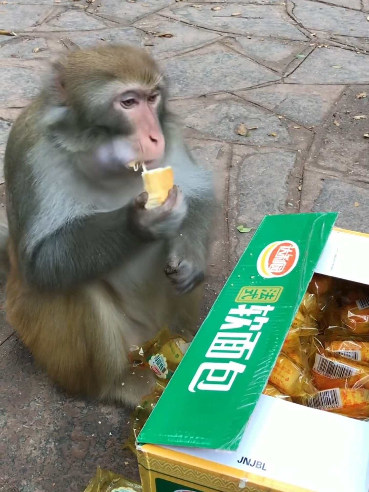 猴子 动物 达利园面包 动物园 南京