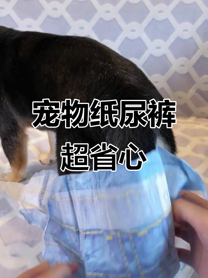 给狗狗穿上纸尿裤,家里不再乱拉!