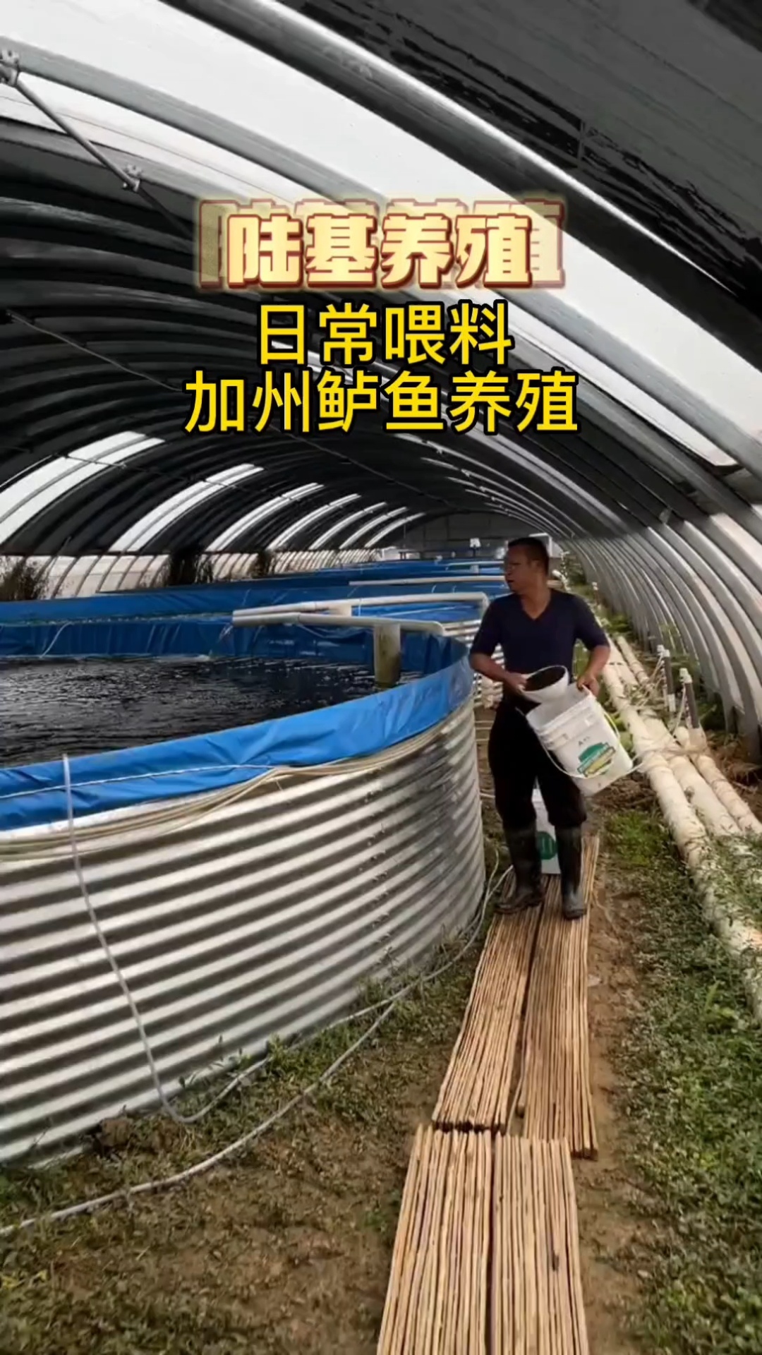 加州鲈鱼养殖