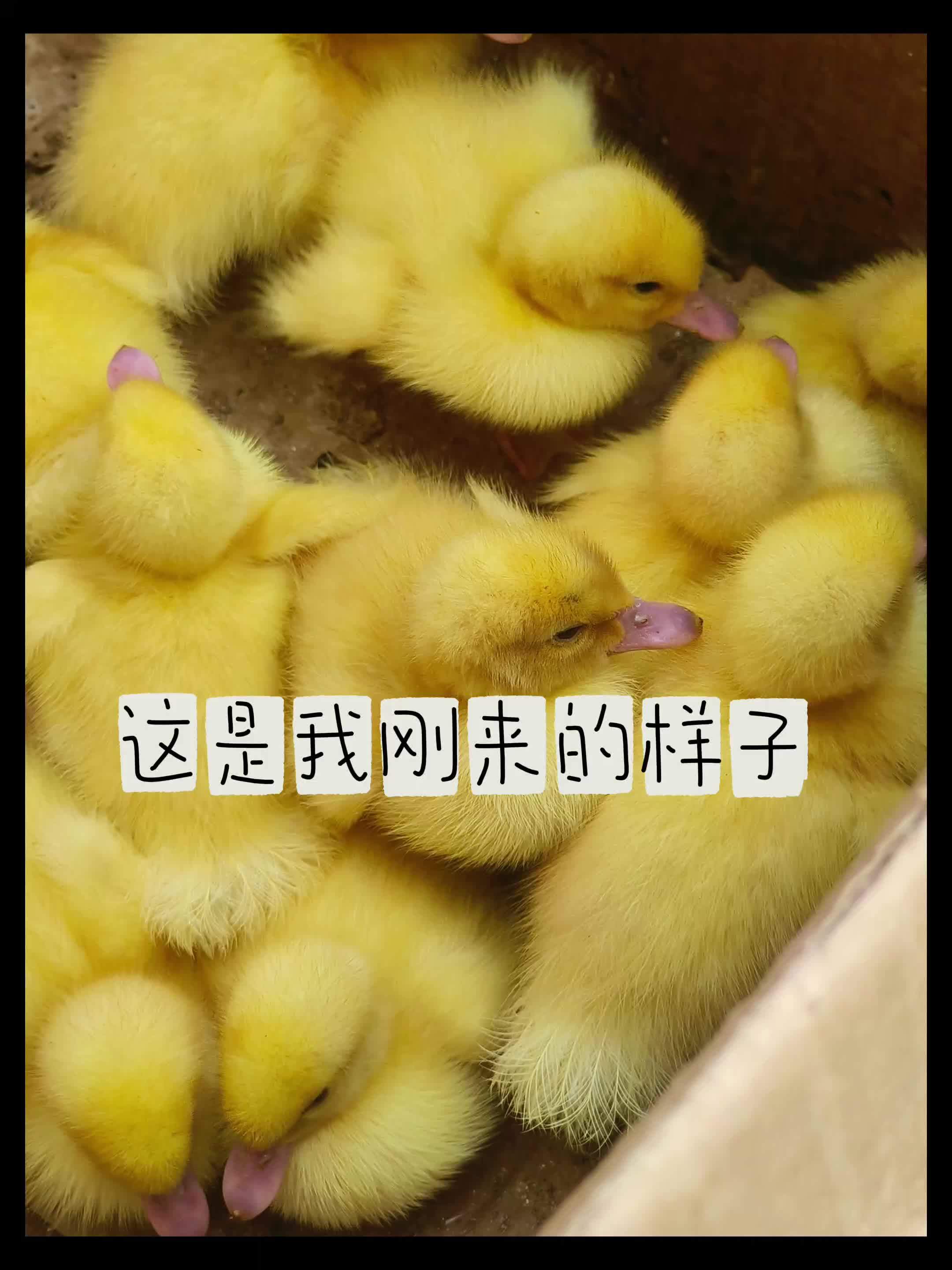 吃吃喝喝 赶快长大 #小黄鹅 #小鸭崽 #养鹅 #鸭子