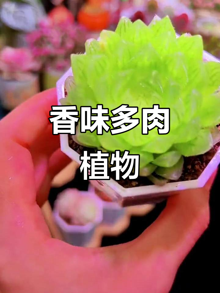 香格里拉多肉,香气四溢的独特品种