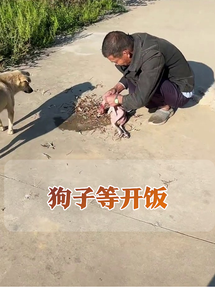 狗子围观大爷杀鸡现场:一只急转圈一只躺平监工,太真实了