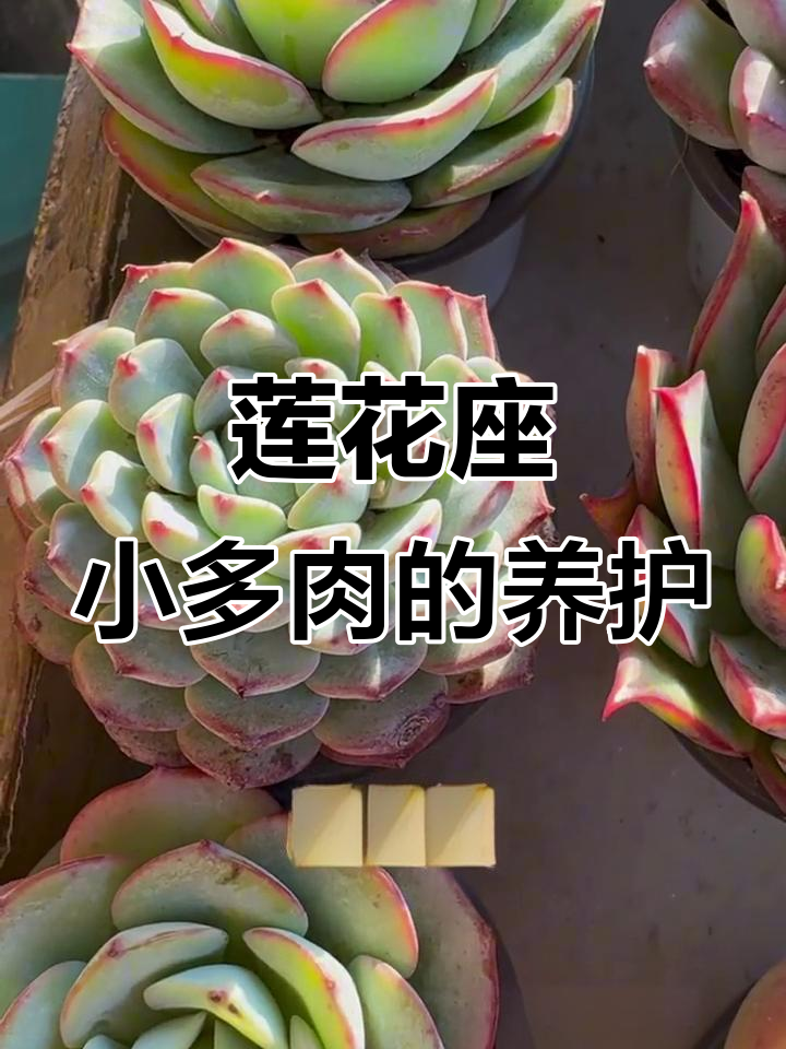 小莲花座多肉养护技巧：控水、小花盆与颗粒土