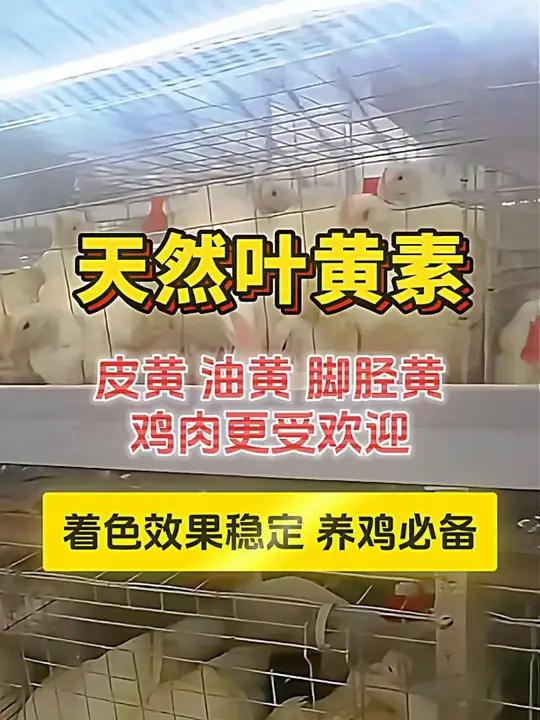 养三黄鸡、老母鸡,用这个天然叶黄素太好啦!黄油多多 养殖人加油着色剂养鸡养殖天然叶黄素农村