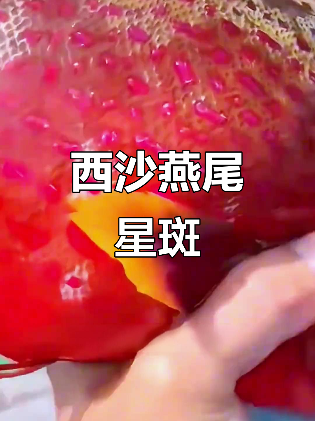 燕尾星斑:西沙独有海洋美味,肉质鲜美无比