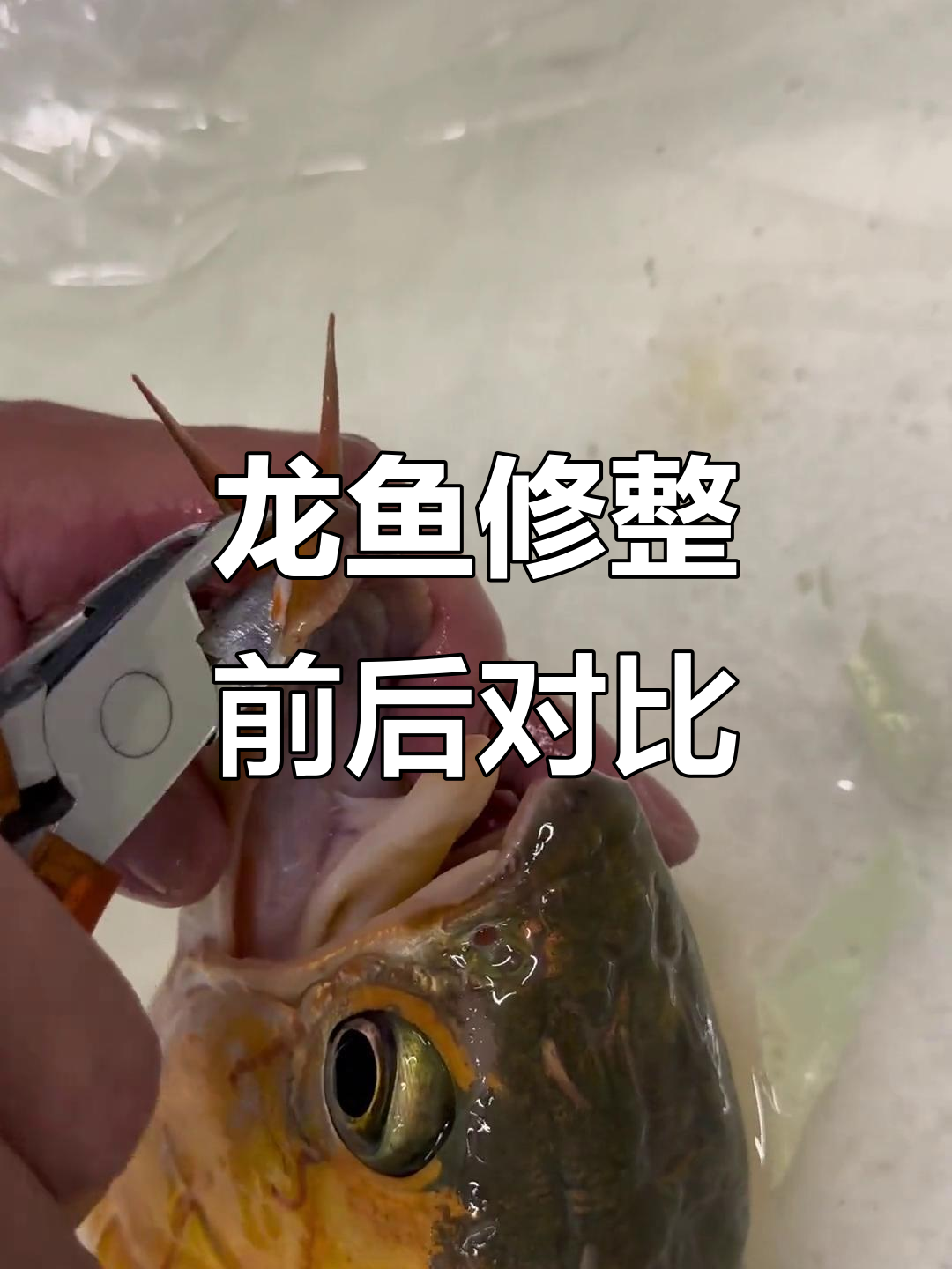 龙鱼兜嘴手术全过程，修复后的惊艳变化