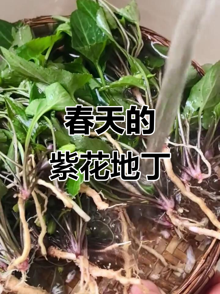 春天里的美味野菜,紫花地丁蒸着吃超香