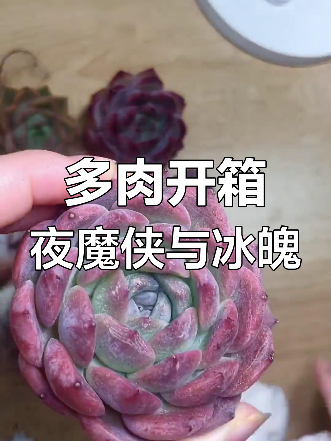 仙葩园艺送的多肉,夜魔侠太酷了!香槟杂开箱惊喜连连