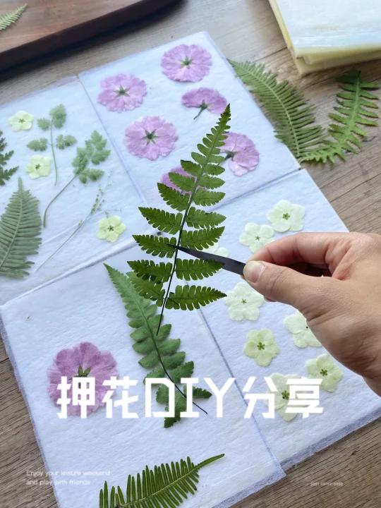 手把手教你自制植物压花|押花教程分享