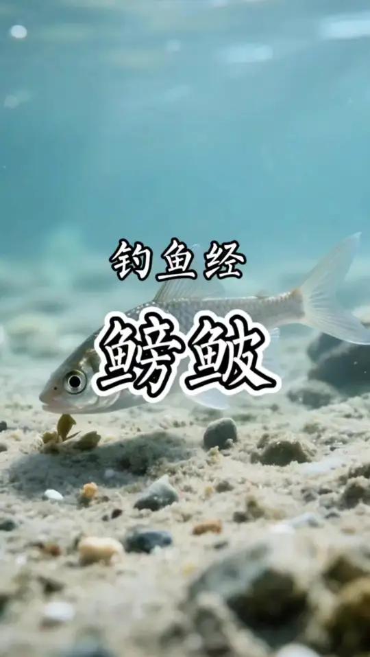 鳑鲏的习性和钓法