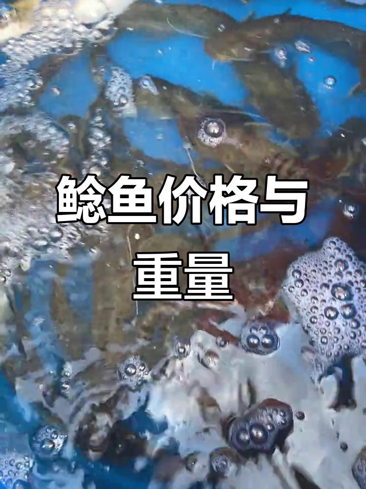鲶鱼35元一斤,约重五斤