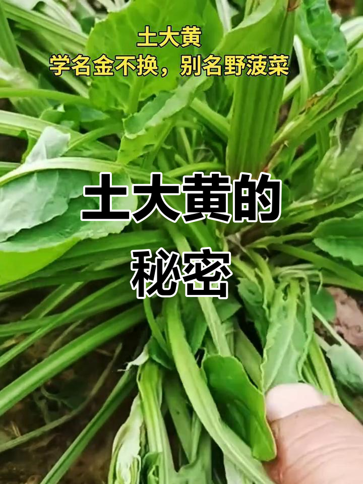 土大黄：看似平凡却有神奇价值，农村常见却被忽视