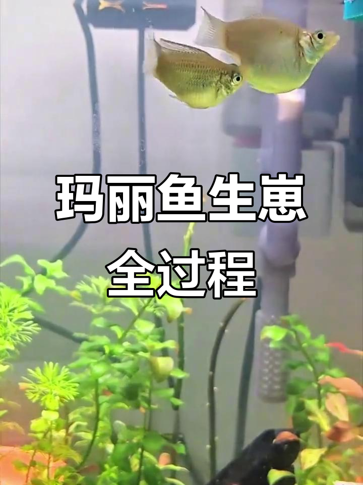 玛丽鱼如何受精?公母鱼的奇妙配合揭秘